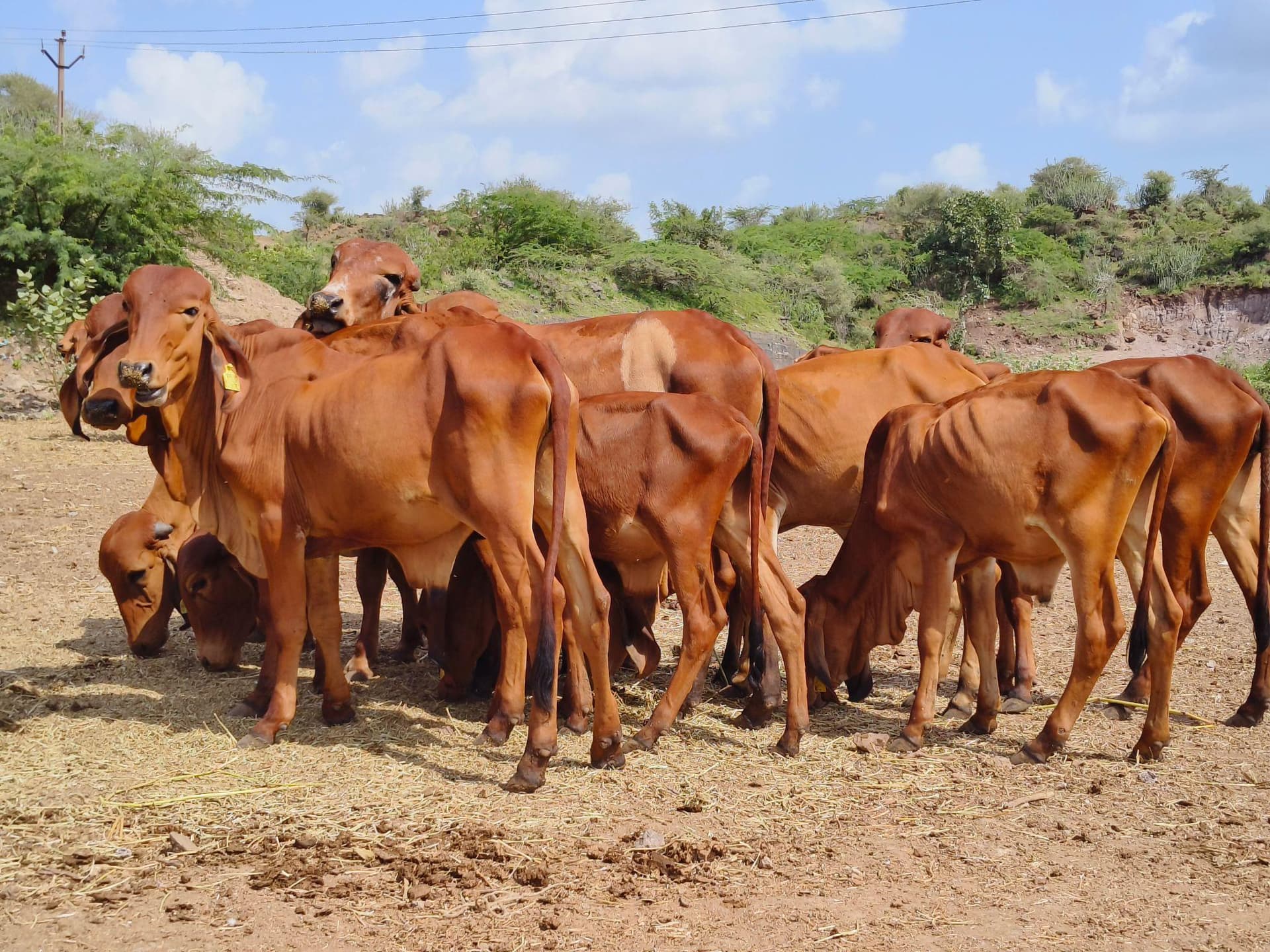 cow