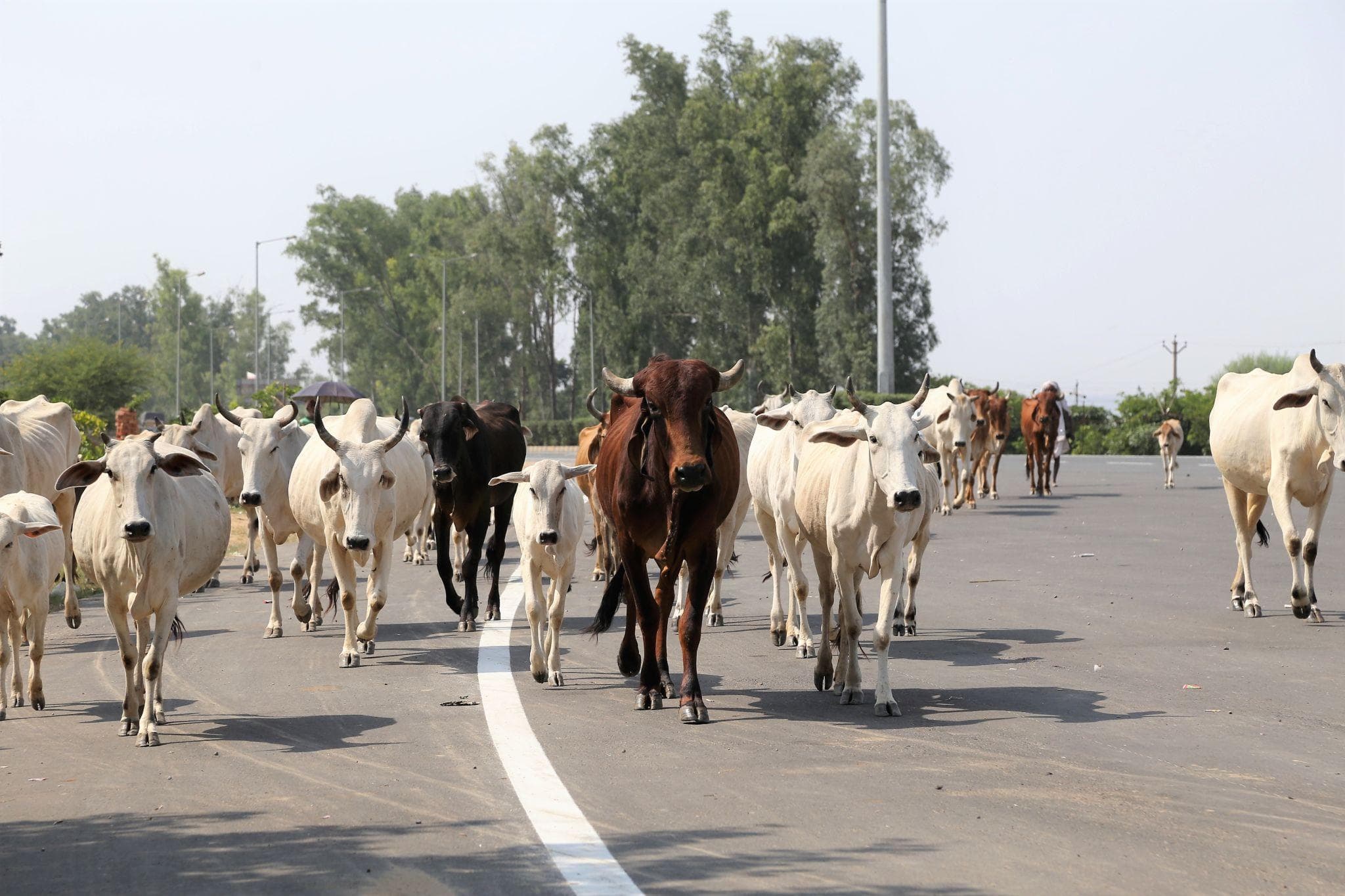 cow