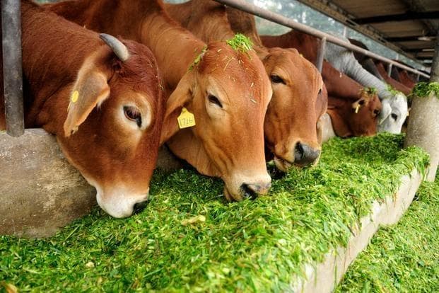 Cow Feeding